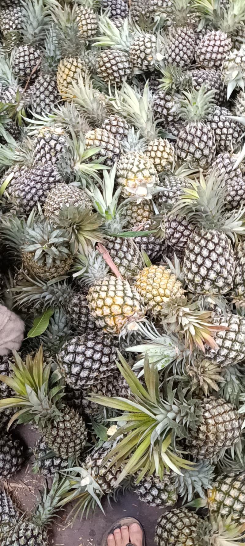 云南香水菠萝产地一手货源直供，货源充足，欢迎全国各地的老