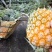 云南香水菠萝产地一手货源直供，货源充足，欢迎全国各地的老