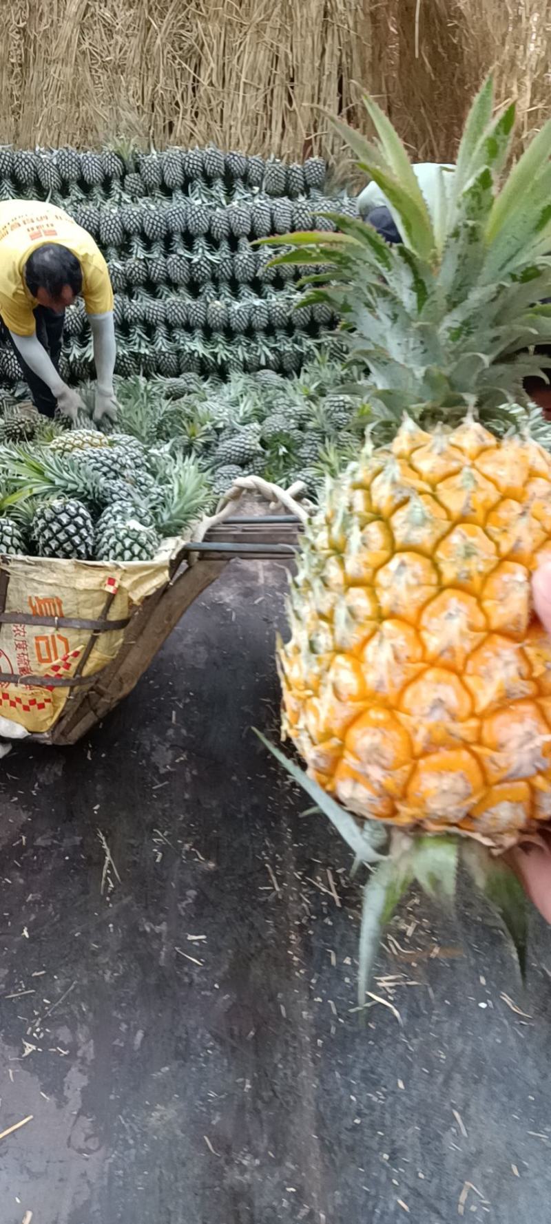 云南香水菠萝产地一手货源直供，货源充足，欢迎全国各地的老