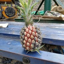 云南香水菠萝产地一手货源直供，货源充足，欢迎全国各地的老