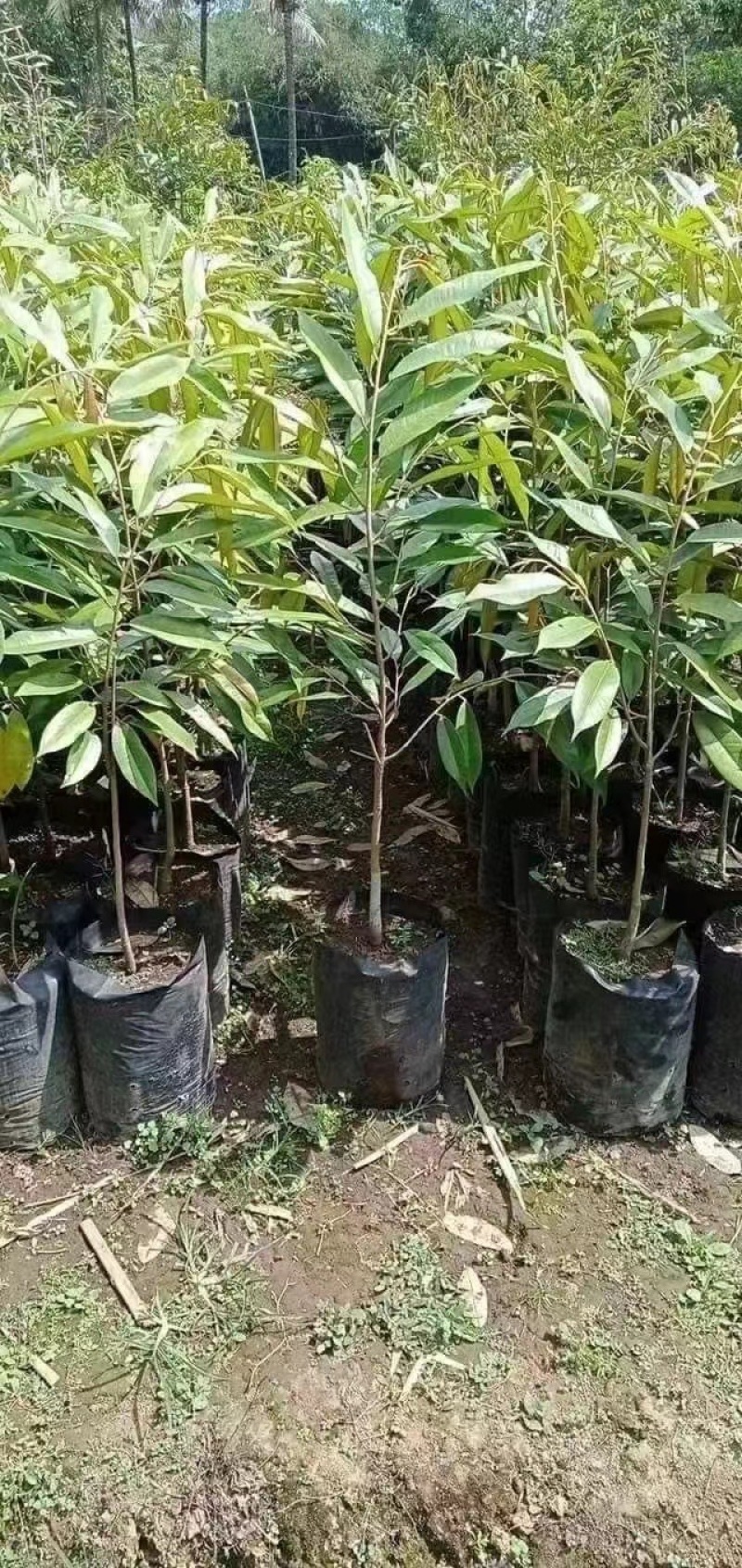 榴莲苗
