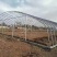 大棚钢管骨架农业养殖种植花卉水果蔬菜单体大棚热镀锌