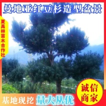 四川“夏禹林”曼地亚红豆杉造型盆景基地发货