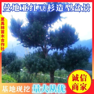 四川“夏禹林”曼地亚红豆杉造型盆景基地发货