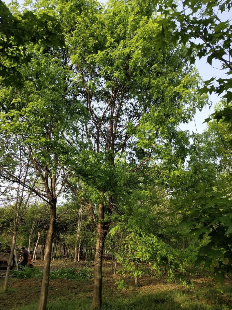 五角枫14至20公分的大量供应，货好价格低，自家苗圃