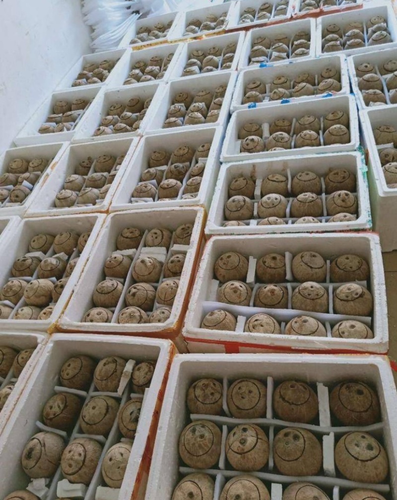 冷冻椰子水生打椰子水越南老椰子泰国香椰泰国椰皇