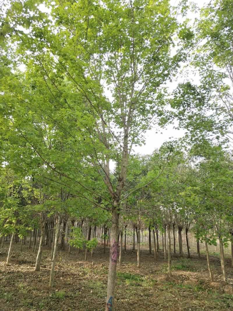 五角枫14至20公分的大量供应，货好价格低，自家苗圃