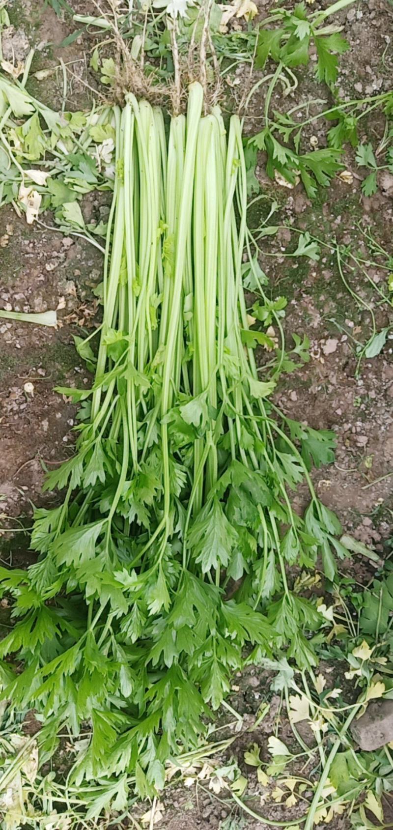 精品芹菜没有别的费用一手货源欢迎采购