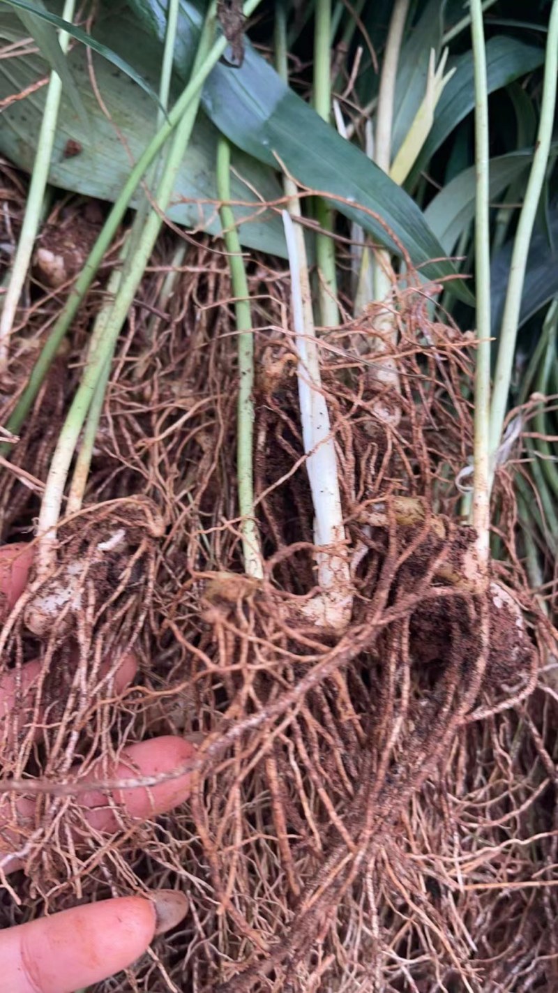 高杆大卷叶多花姜型不到苗大黄精，又名老虎姜