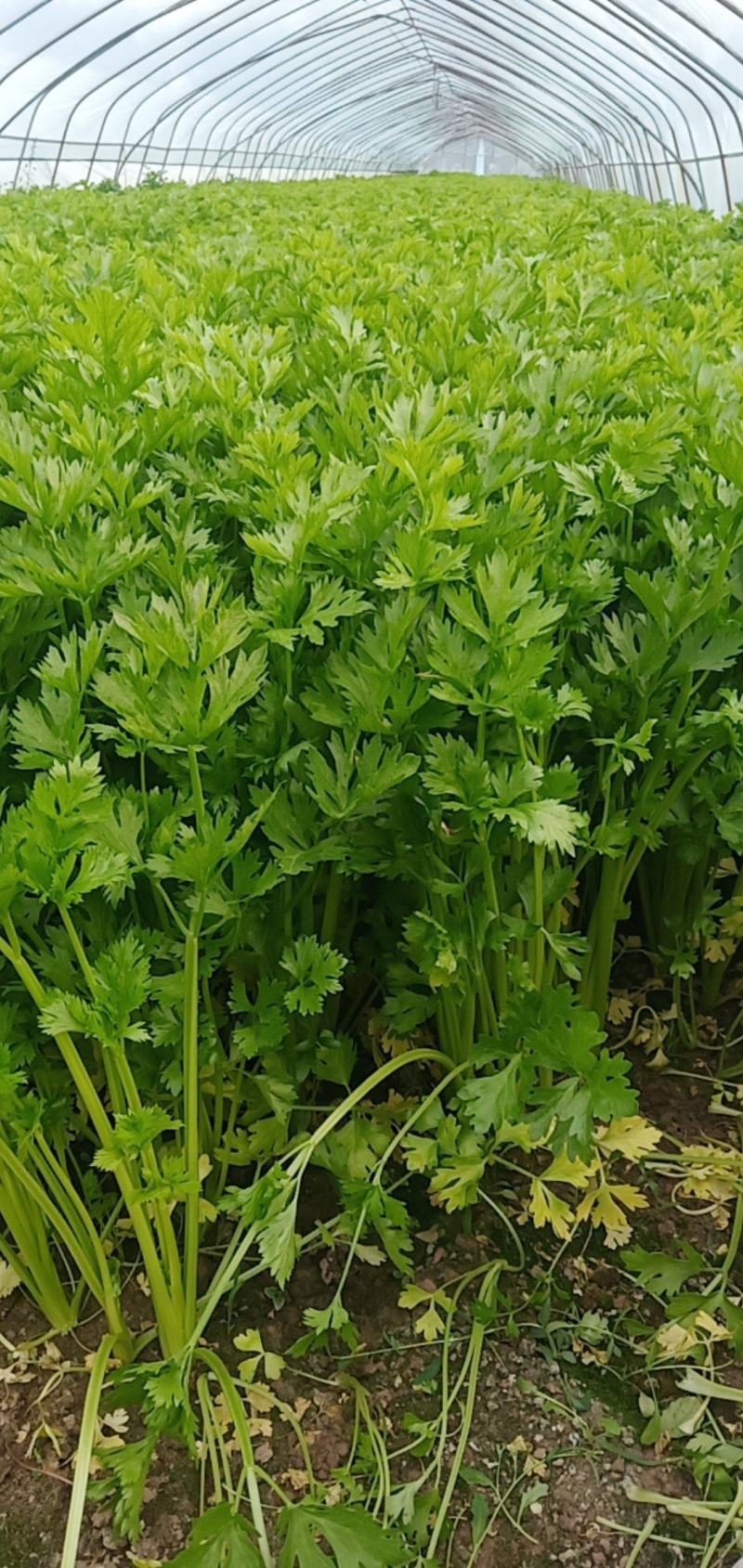 精品芹菜没有别的费用一手货源欢迎采购