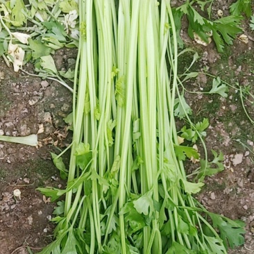 精品芹菜没有别的费用一手货源欢迎采购