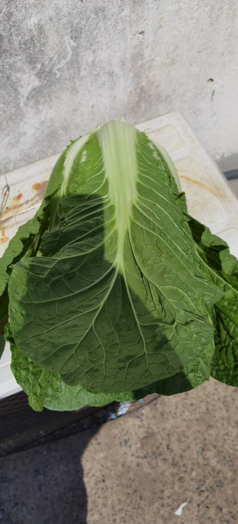 蔬菜礼包，崇明本地蔬菜，新鲜蔬菜上海蔬菜礼包