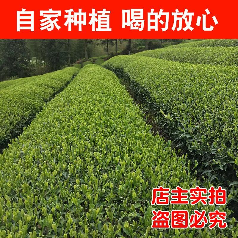 【春茶礼盒】2022年日照绿茶礼盒装送礼必备