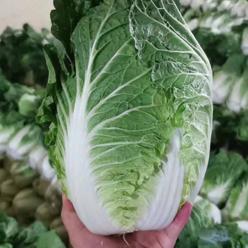 精品黄心大白菜大量上市，产地直供，量大从优，欢迎咨询订购