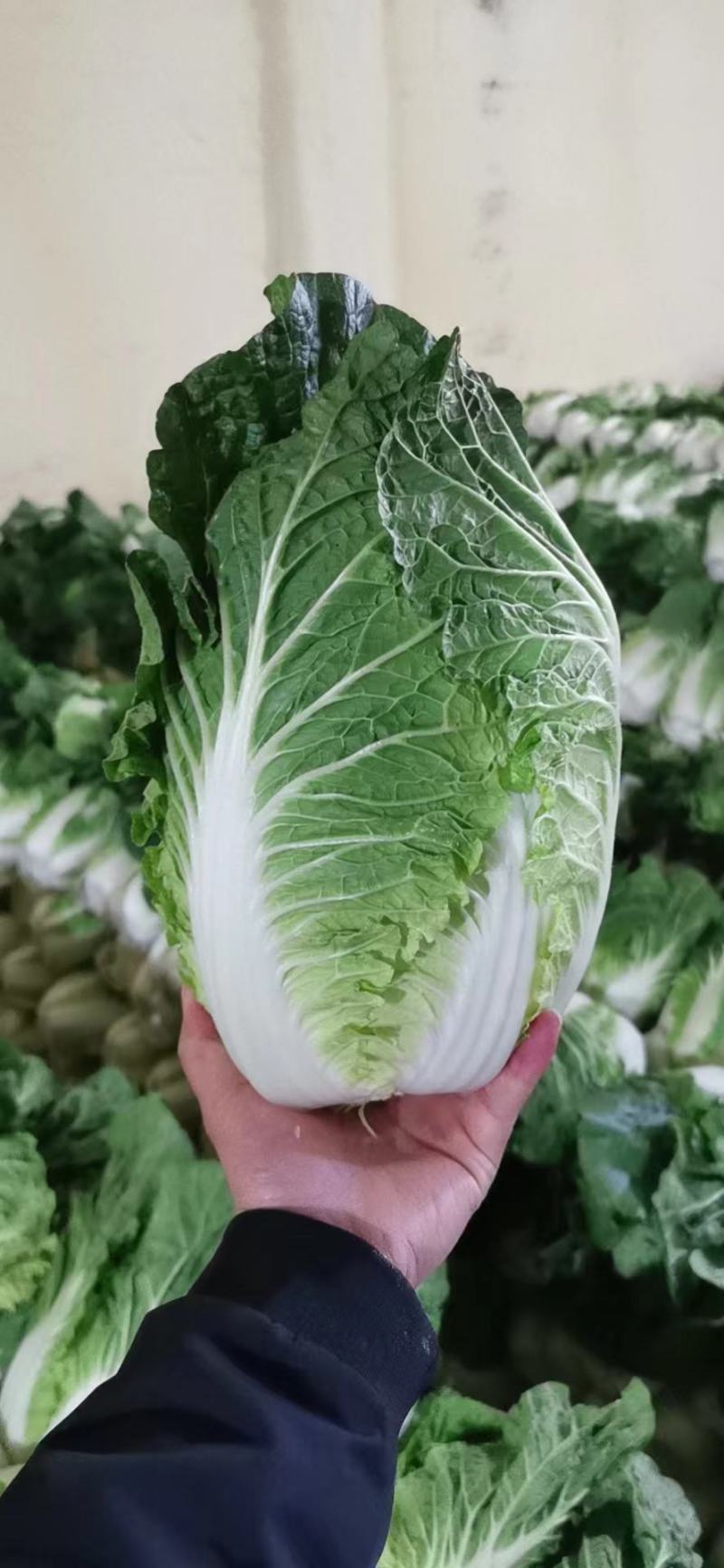 精品黄心大白菜大量上市，产地直供，量大从优，欢迎咨询订购