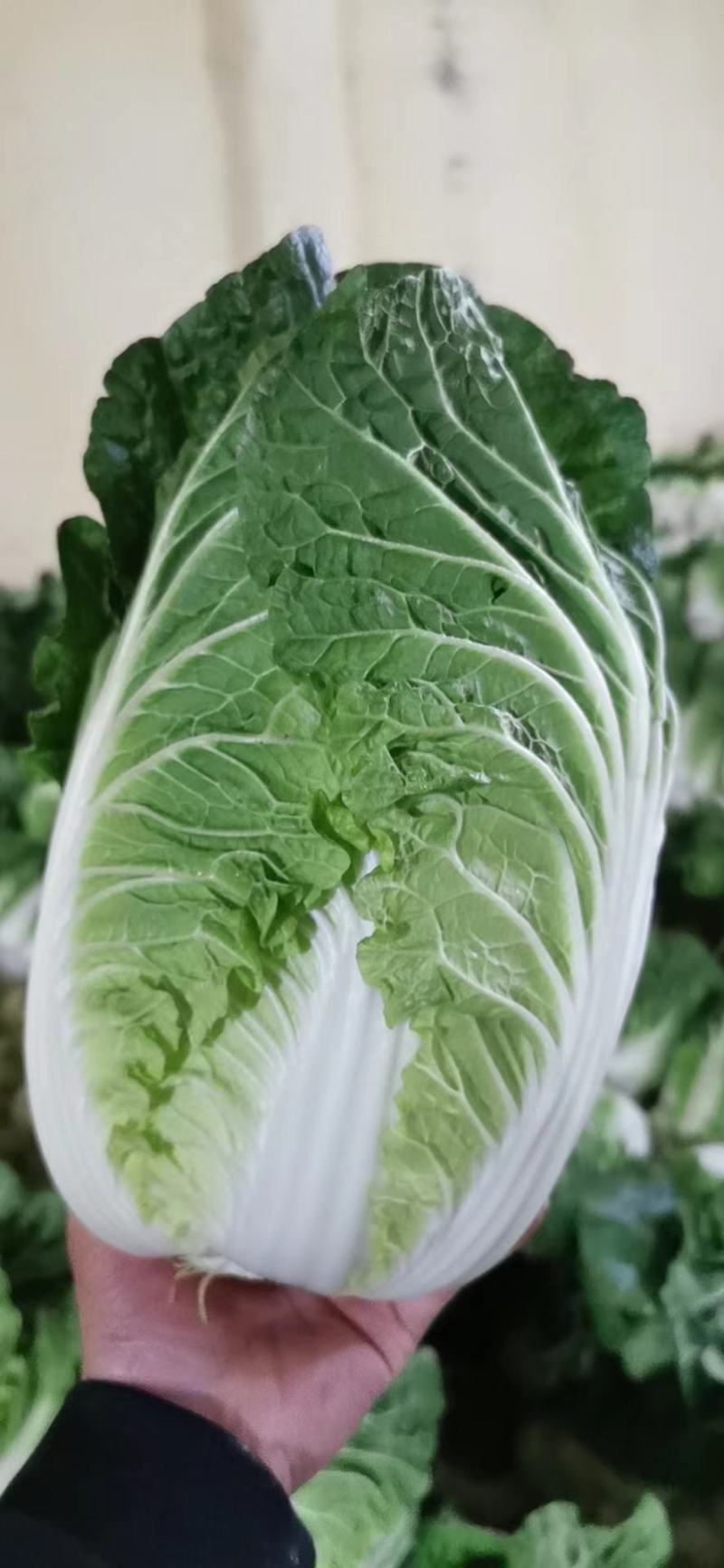 精品黄心大白菜大量上市，产地直供，量大从优，欢迎咨询订购