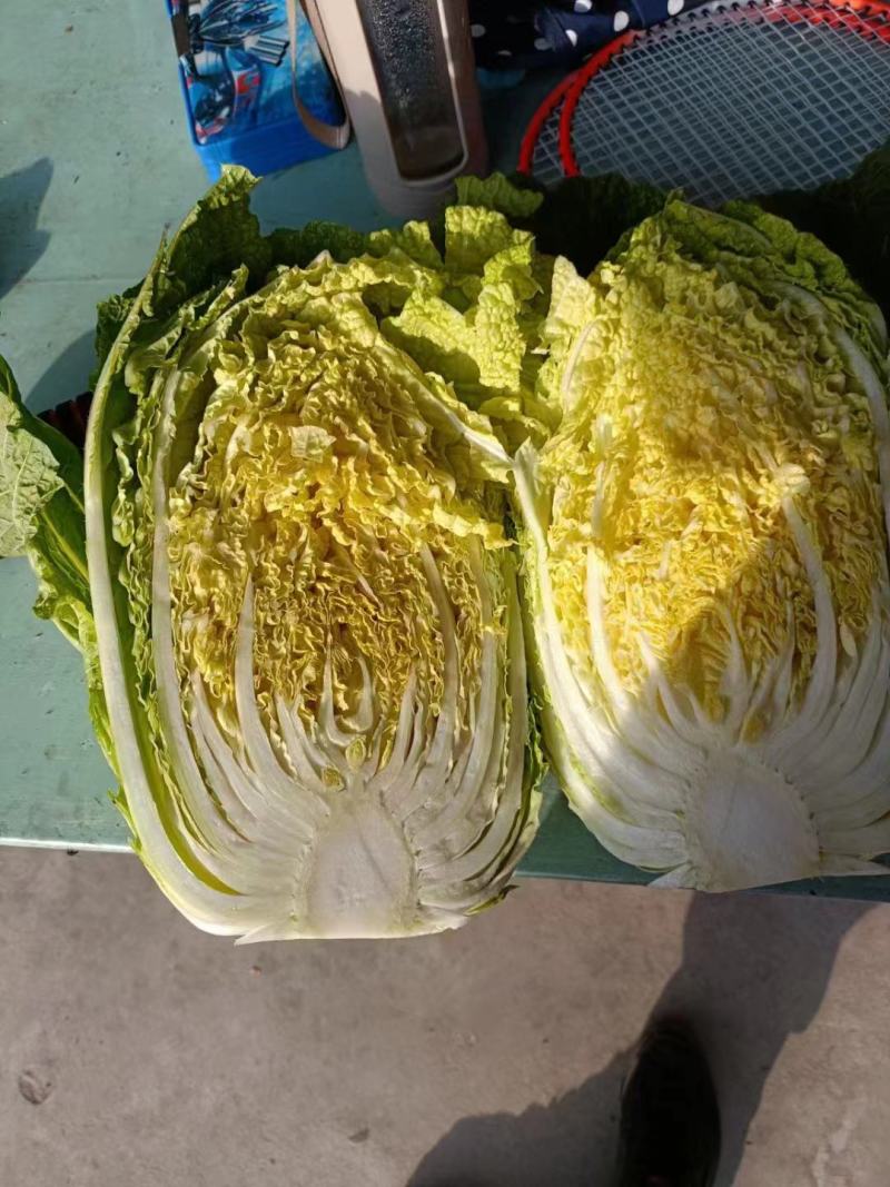 精品黄心大白菜大量上市，产地直供，量大从优，欢迎咨询订购