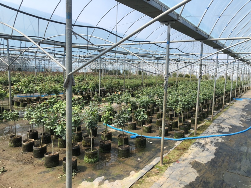 粉妆舞棒棒糖月季苗圃规模化种植场景