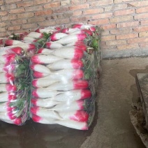 （优质精选）靓货靓货精品水洗花樱萝卜，红皮萝卜