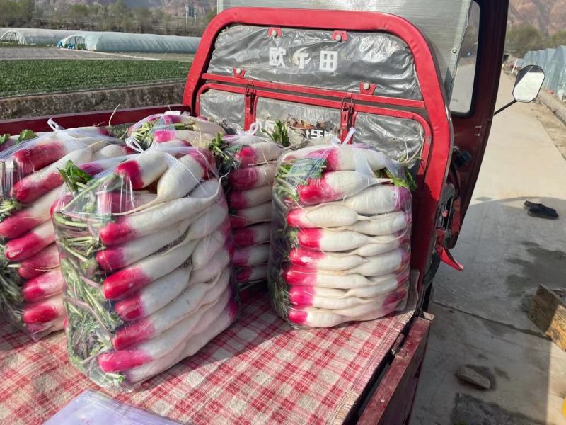 （优质精选）靓货靓货精品水洗花樱萝卜，红皮萝卜