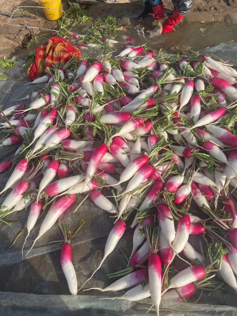 （优质精选）靓货靓货精品水洗花樱萝卜，红皮萝卜