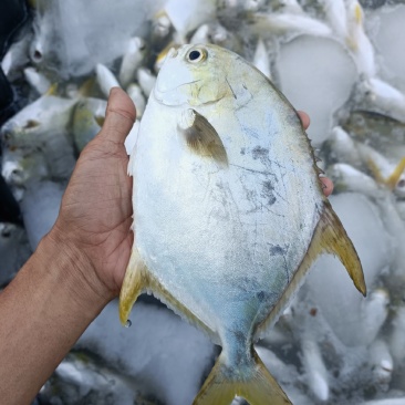 北部湾深海金鲳鱼源头批发直销