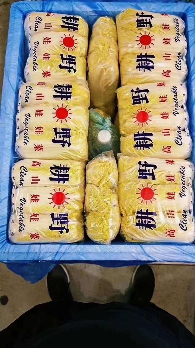 河南娃娃菜大娃小娃娃菜专业场地精品加工24H随时看货