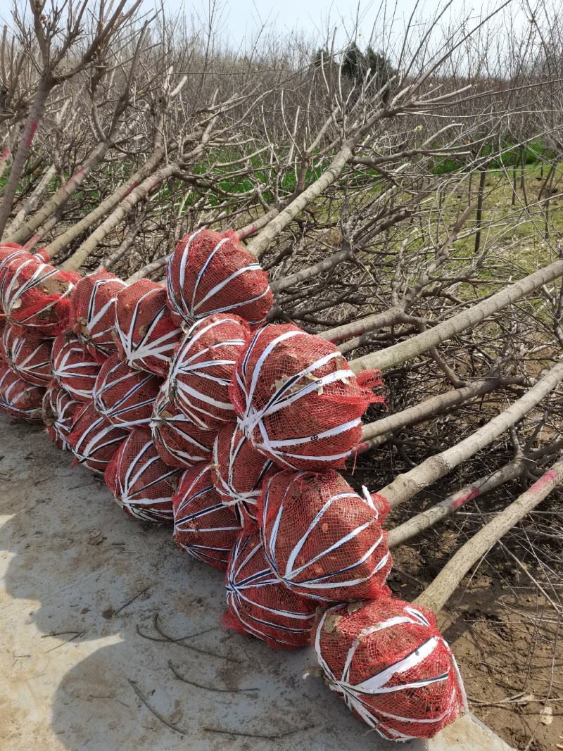 河南鄢陵腊梅基地直销