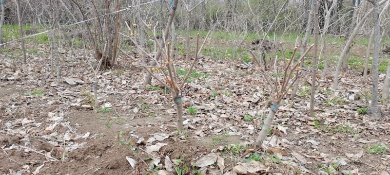 河南鄢陵腊梅基地直销