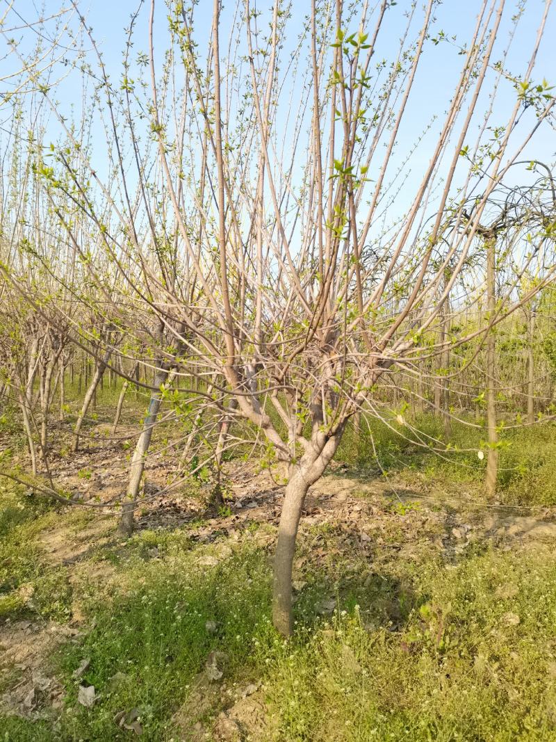 河南鄢陵腊梅基地直销