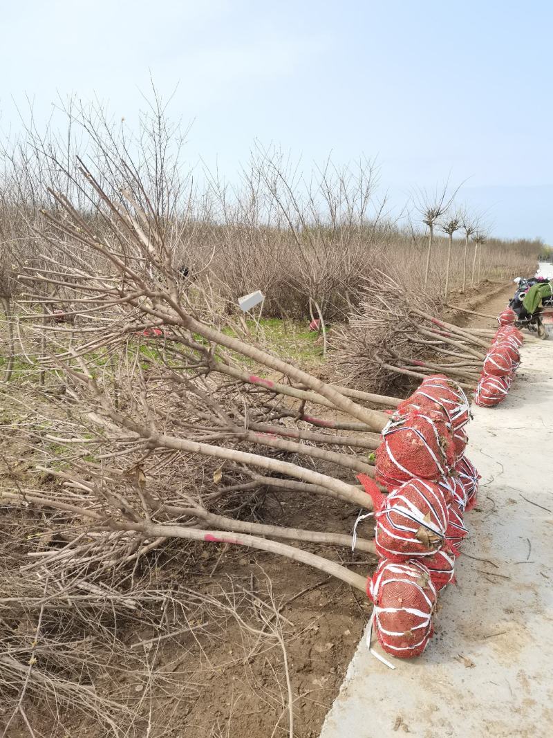 河南鄢陵腊梅基地直销