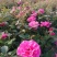 河南月季丰花、大花、玫瑰直销