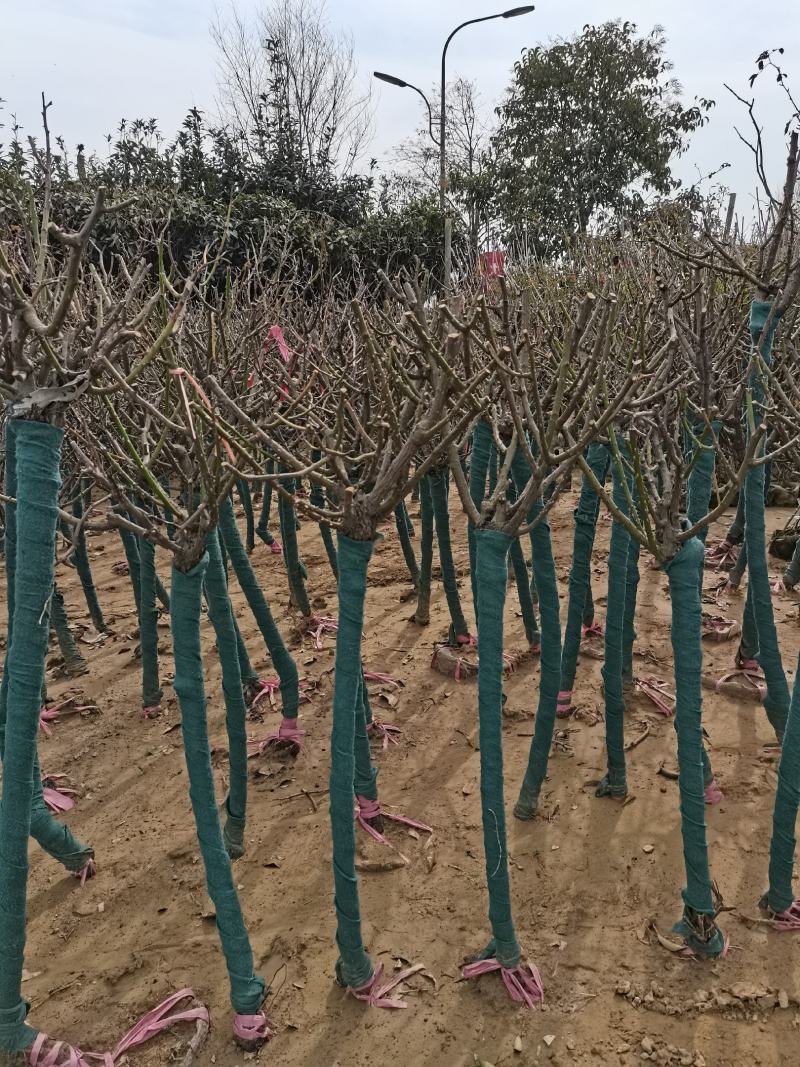 河南鄢陵高杆月季基地直供