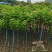 河南鄢陵高杆月季基地直供