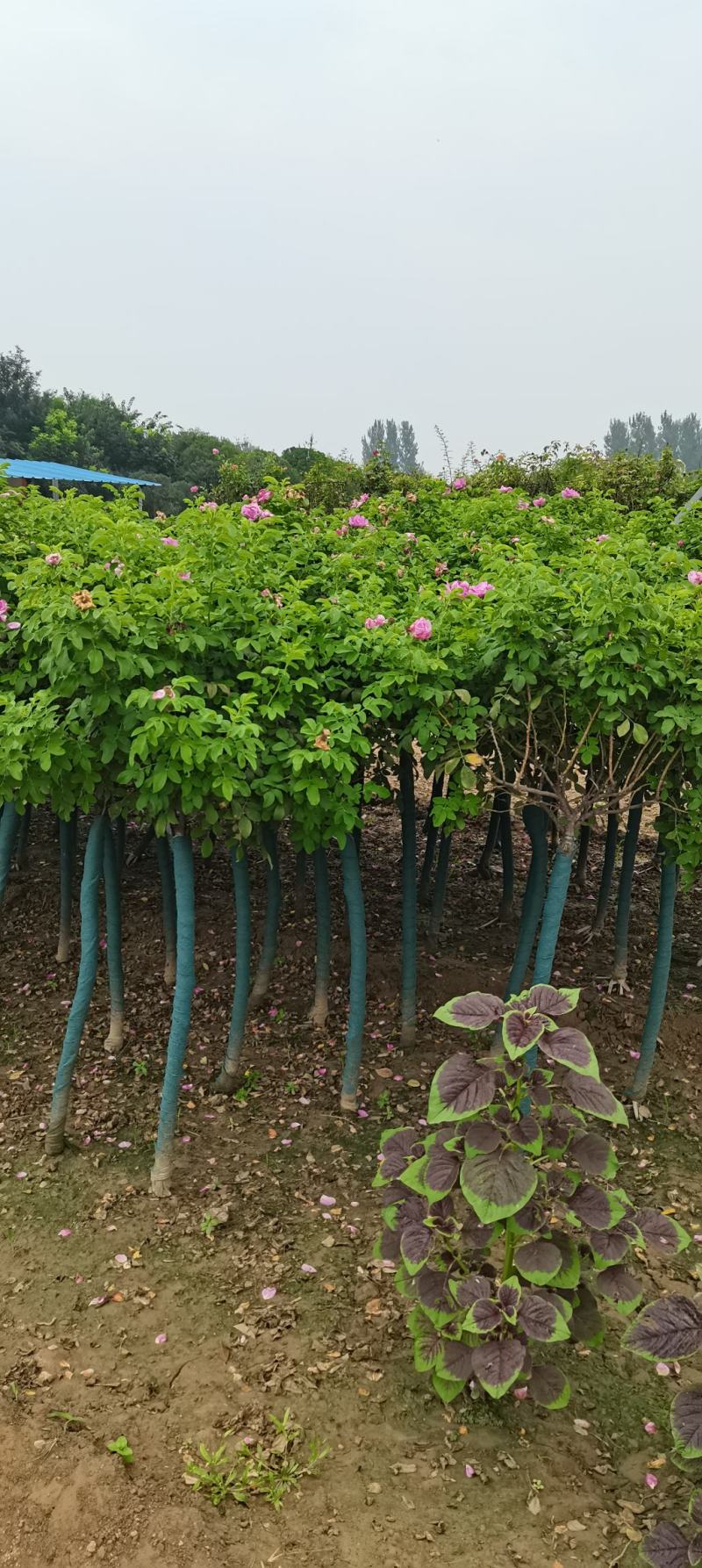 河南鄢陵高杆月季基地直供