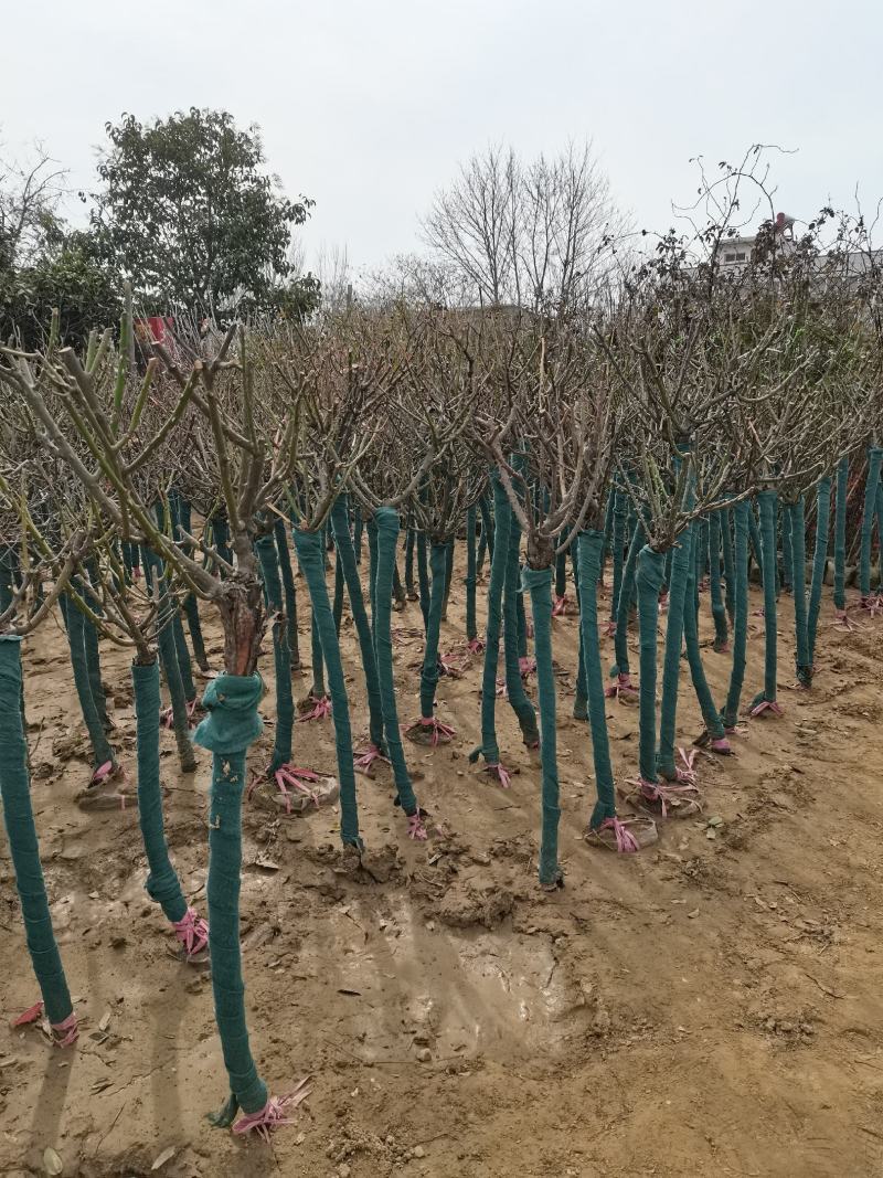河南鄢陵高杆月季基地直供