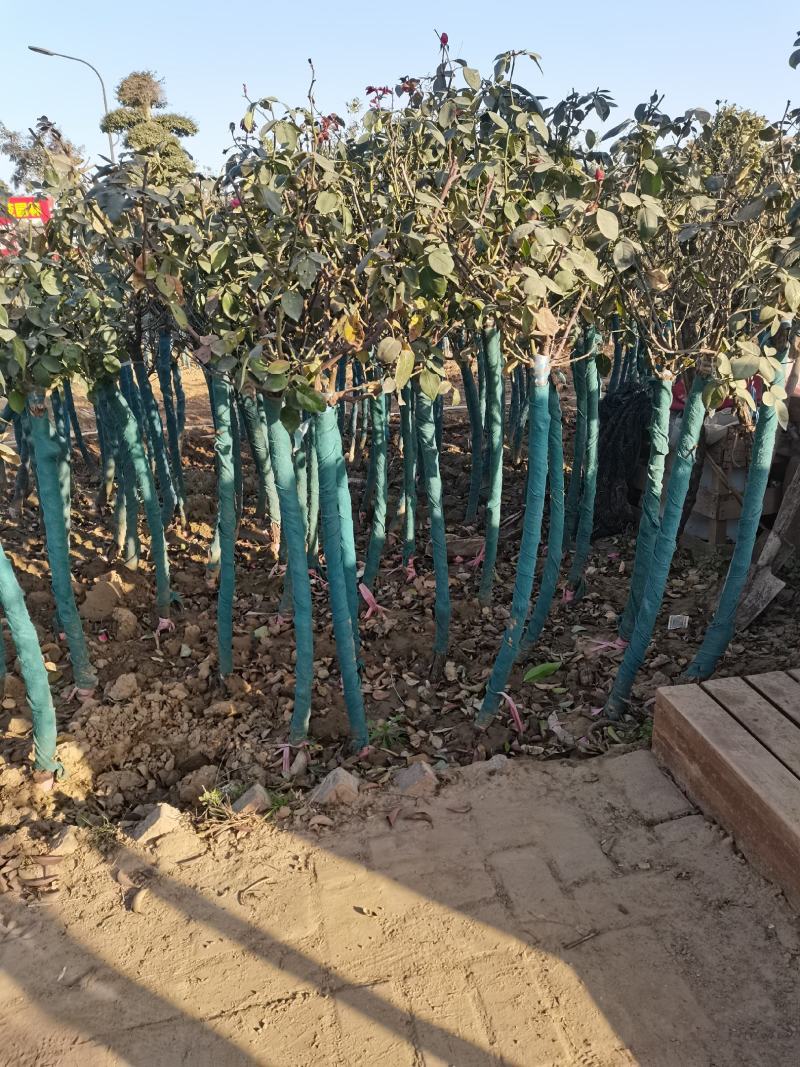 河南鄢陵高杆月季基地直供