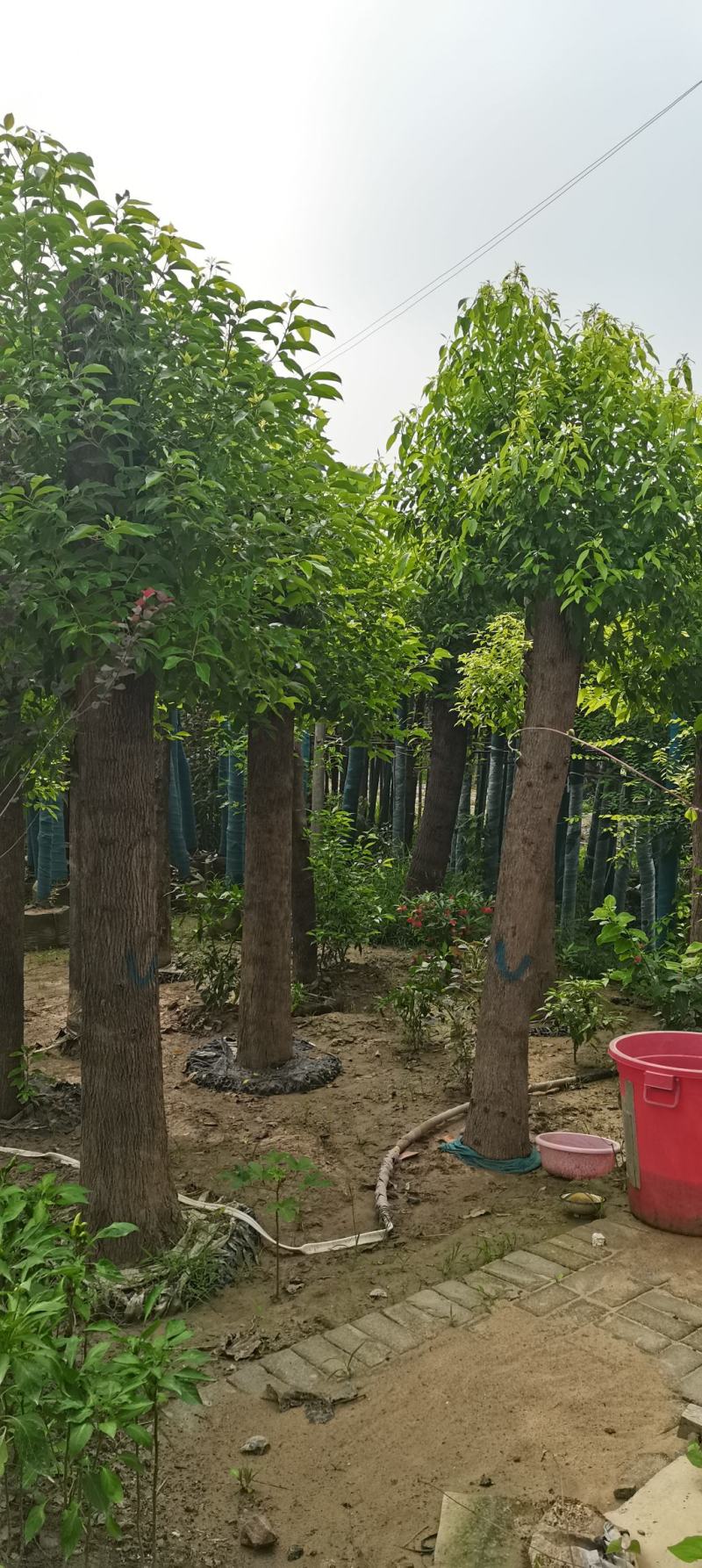 河南鄢陵香樟基地直销