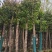 河南鄢陵香樟基地直销