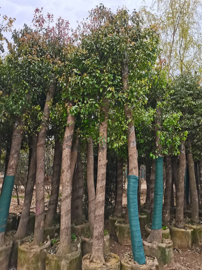 河南鄢陵香樟基地直销