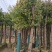 河南鄢陵香樟基地直销