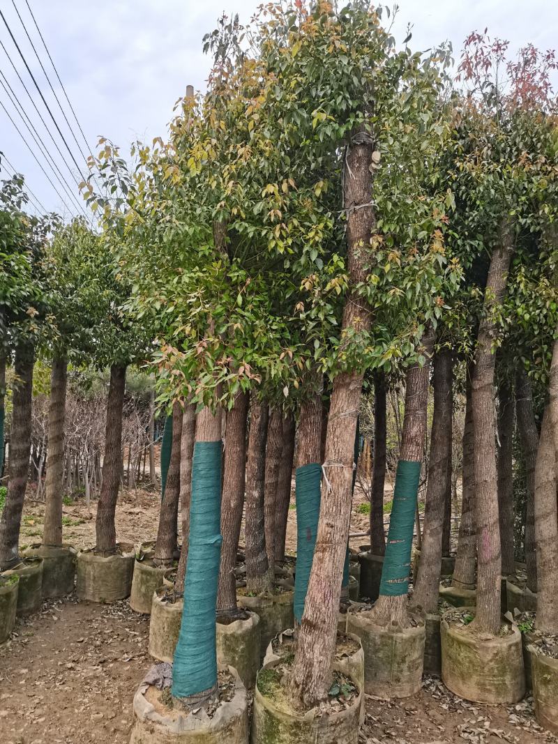 河南鄢陵香樟基地直销