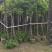 河南鄢陵香樟基地直销