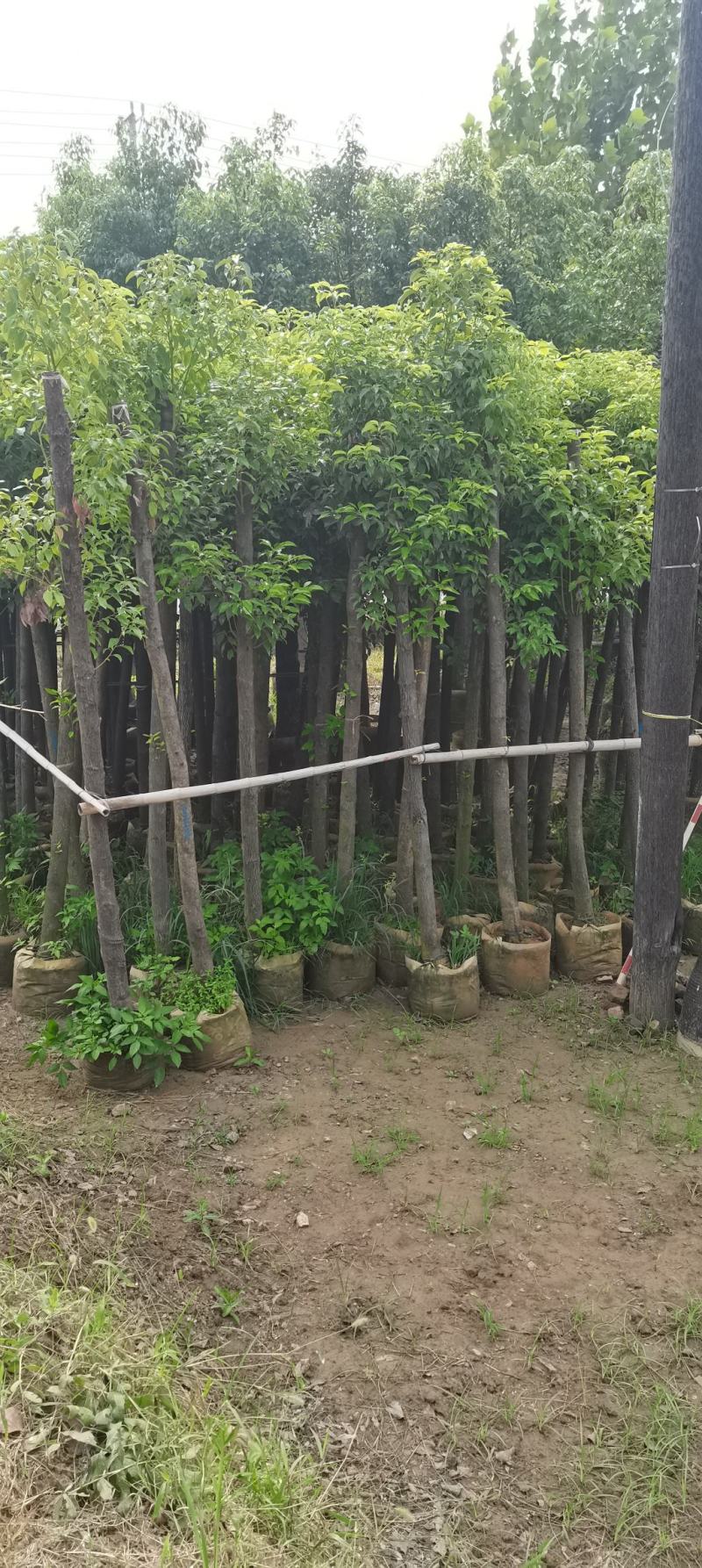 河南鄢陵香樟基地直销
