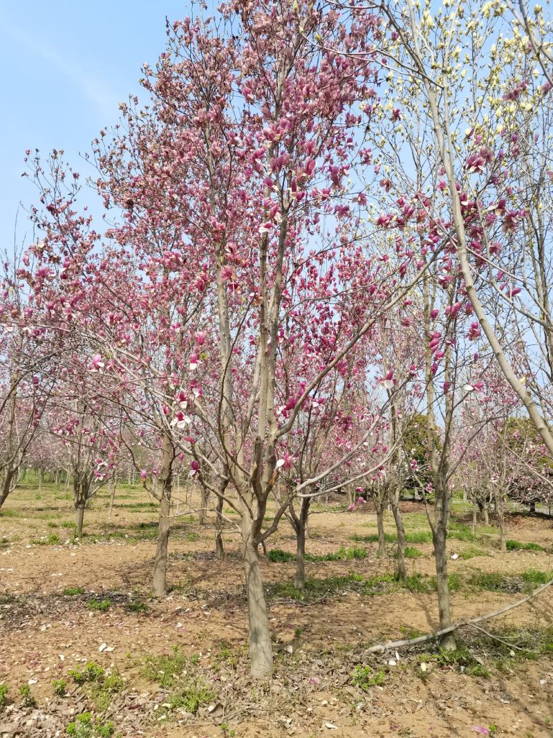河南鄢陵3一15公分红玉兰