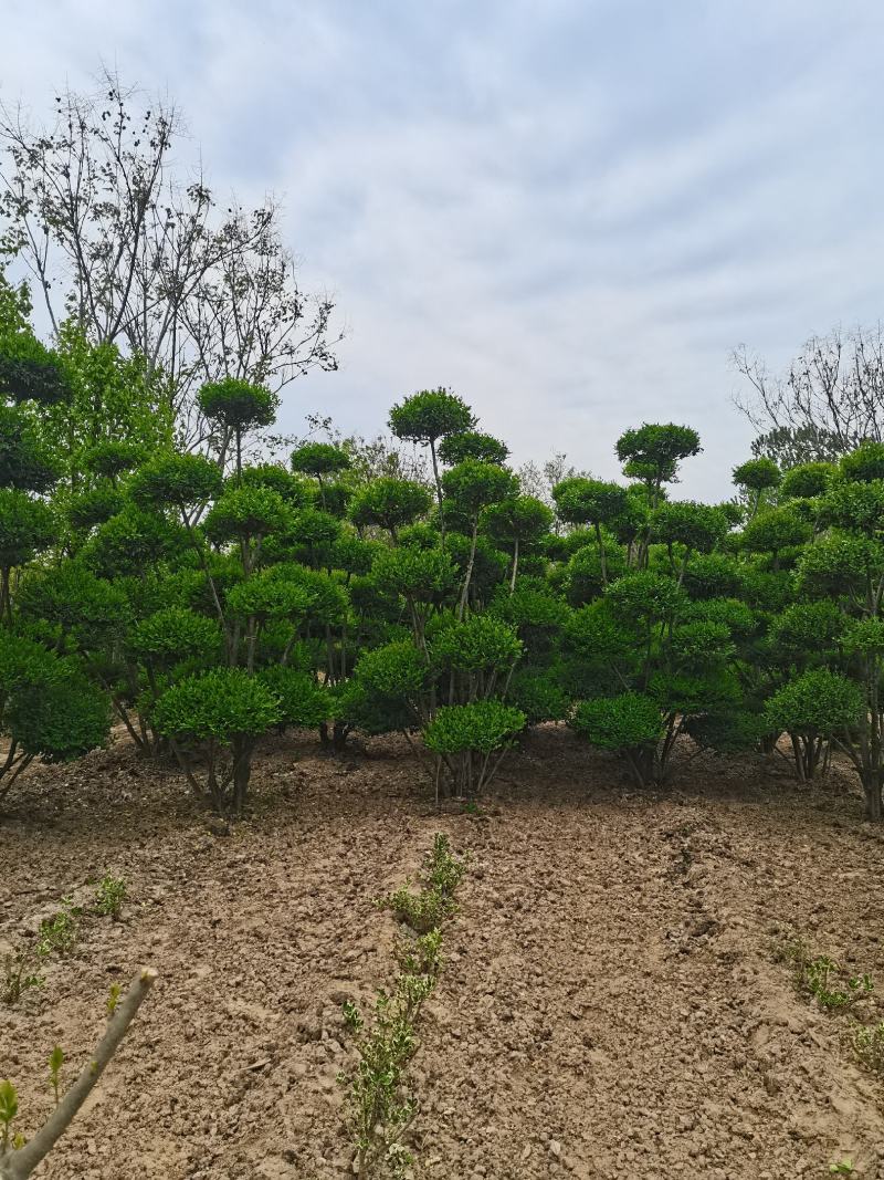 女贞造型树河南鄢陵批发生产基地