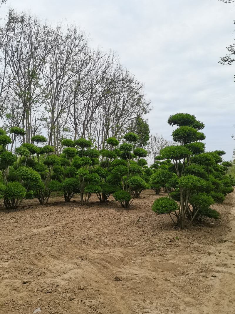女贞造型树河南鄢陵批发生产基地