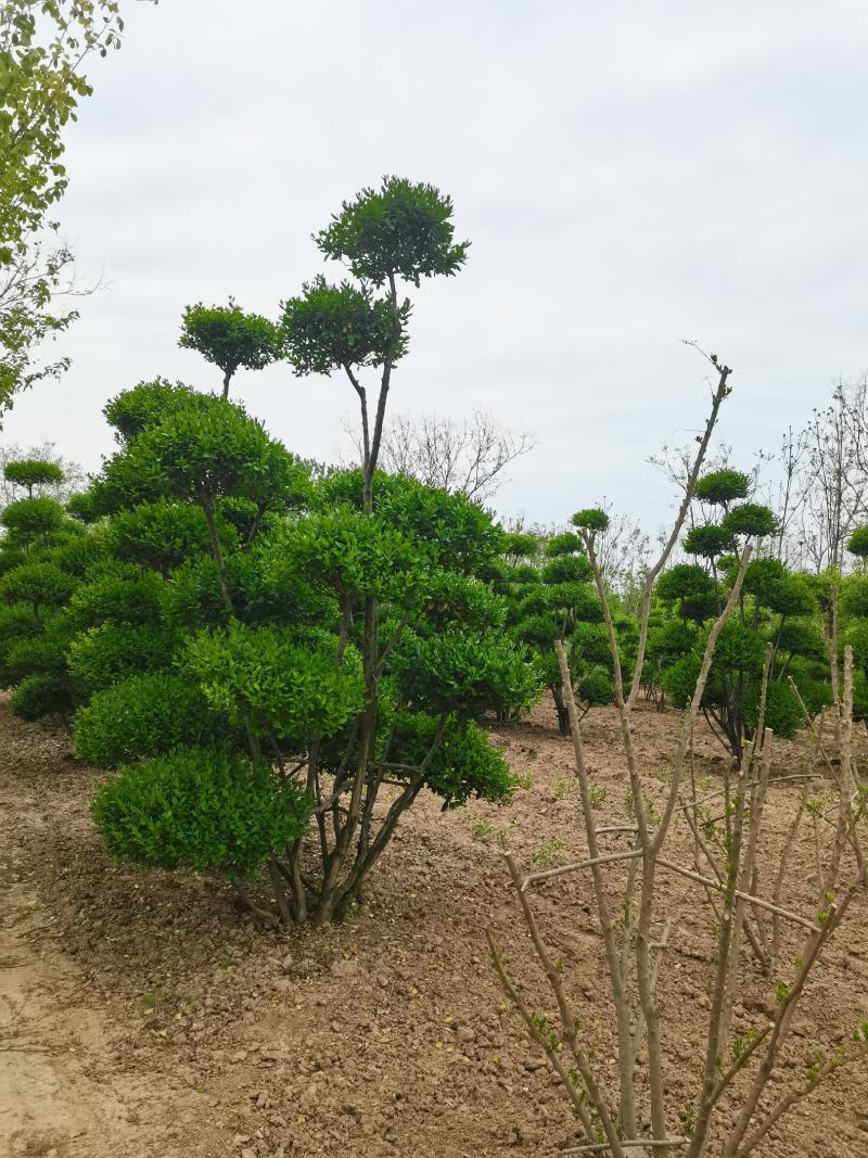 女贞造型树河南鄢陵批发生产基地