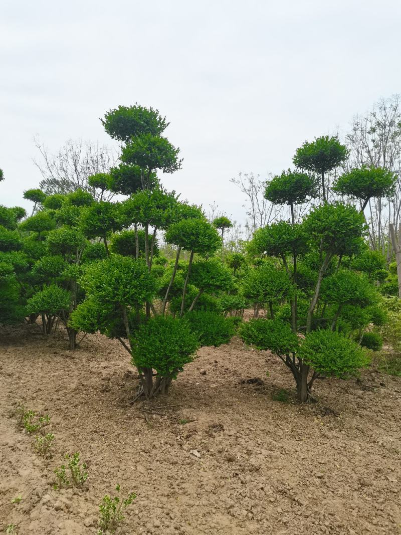 女贞造型树河南鄢陵批发生产基地