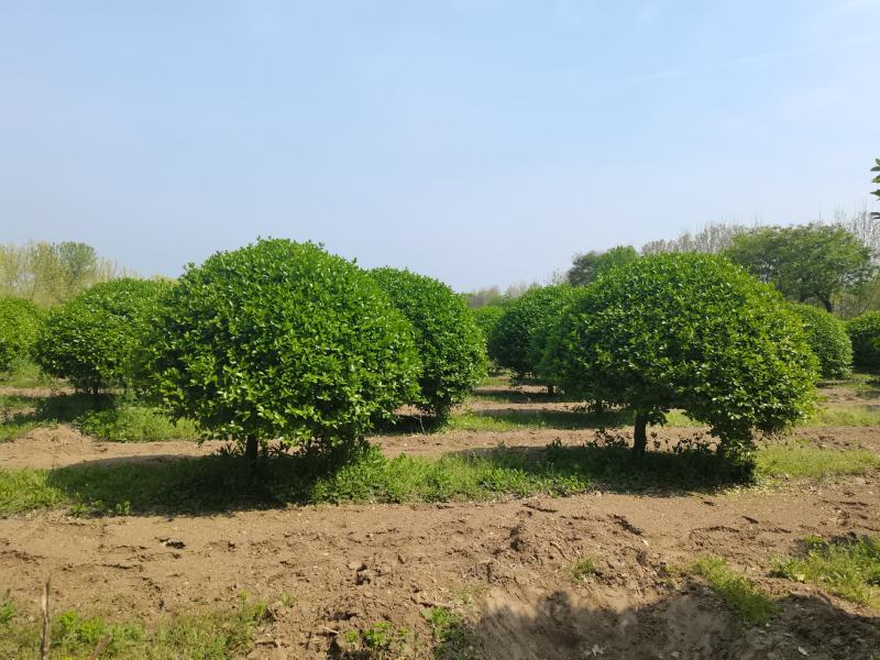 河南高杆卫矛球最大批发零售基地